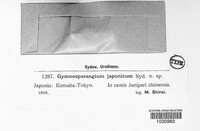 Gymnosporangium japonicum image